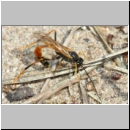 Erigorgus cerinops - Schlupfwespe w01b 20mm OS-Wallenhorst-Sandgrube det06.jpg